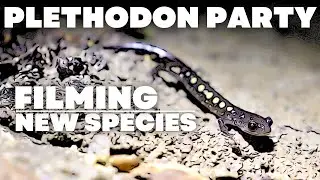 FILMING A NEW SPECIES! | Plethodon pauleyi