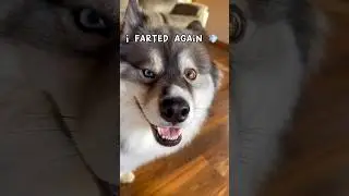 Oops I farted again! 💨 #funnydogs #pomsky #comedy