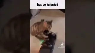 Hover cat