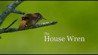 House Wren