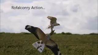 Rofalconry August 2016