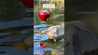 Why Do Apples Float? The Science Will Surprise You! #reels #science #apple #viralshorts