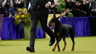 Good girl Penny wins best in show at the 150th annual Westminster Kennel Club Dog Show
