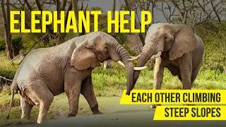 Giants at Work: Elephants Team Up to Conquer a Steep Hill | TBLTC Safaris