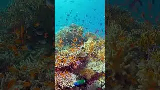 🌊 Fiji&rsquo;s Underwater Paradise | Exploring the Vibrant Marine Life of the South Pacific 🐠