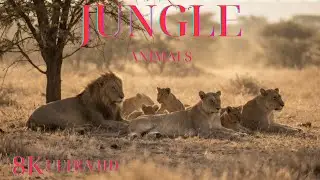8K Animal World Nature Documentary &ndash; Ultra HD Wildlife with Vivid Visuals & Pure Natural Sounds