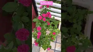 Miniature Rose | Button Rose #pinkroses #pinkflowers #minirose #miniflower #rosesflowers #flowerview