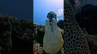 Stunning LEOPARD moray Eel #marinelife #viralvideo #rare #ocean #gopro #scubadiving