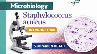 Staphylococcus aureus &ndash; Complete Introduction | Microbiology.