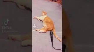 Cat Fart 🐱🤣, Funny videos, #shorts #funny #cats #tiktok #funnyworld