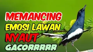 Suara kacer ngeplong gacor, pancingan kacer, masteran kacer durasi panjang Berjam jam
