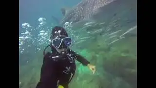Imad with Dibba whaleshark