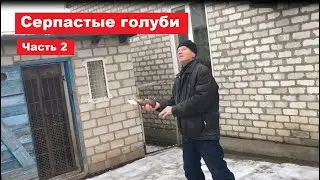 В гостях у Григория Александровича(тел:(068)124-62-50). Смотрим серпастых голубей. Часть 2