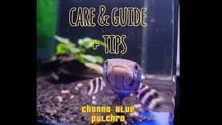 Blue Pulchra: Introduction, Care and Guide + Tips for Coloring *with subtitles #Channa