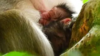 ADORABLE BABY MONKEY DRINKING SWEET MILK UNTIL FALL SLEEP WELL.