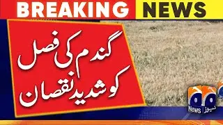 Severe damage to wheat crop - Geo News