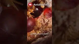 &Eacute;pisode 1 | La fourmi pot de miel ! #fourmis #insectes