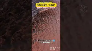 Witness the Mighty Qiantang Tidal Bore: A Dragon in the Waves! 🌊🐉