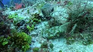 Two beautiful Balloonfish.  Coz. 5 5 25
