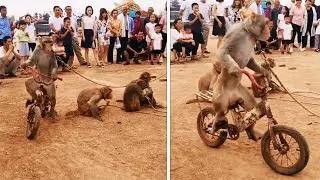 SMART MONKEY ! MONKEYS  SHOW !