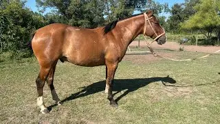 Caballo manso garantido  para quien quiera aprender a andar a caballo - $2.400.000 - LOSEQUINOS.COM
