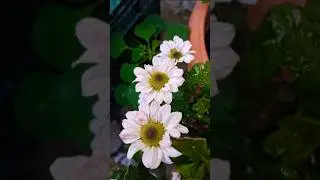 Day#17🌺A day of chrysanthemum | Sevvanthi Update #Sevvanthivlog #shortsfeed #chrysanthemumvlog #s...