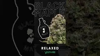 Bold, rich, and unforgettable&mdash;meet Black Maple! 🍁✨  #blackmaple #boldflavors #uniquestrains #shorts