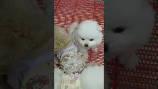 #th&uacute;cưng  #ch&oacute;m&egrave;oh&agrave;ihước #ch&oacute;  Ch&oacute; Phốc S&oacute;c Mini  Funny and Cute Pomeranian cute animals#115.7