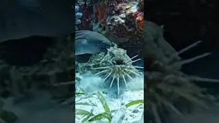 Deep Sea Battle: Moray Eel Attacks Eel#deepseabattle #eelattack #oceanfight #wildanimal #animalfight