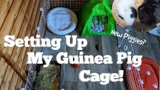 Setting Up My Guinea Pig Cage! C&C Cage Setup + Cage Tour 2020