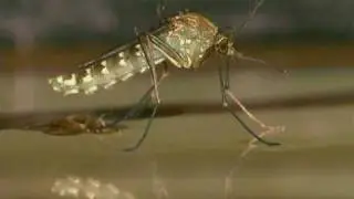 Natural history of the Mosquito