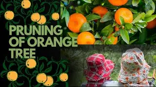 Pruning of Orange Tree