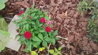 Fall Garden Gardening Zone 10b/ 11a Extremely Humid Hot Zone. #zone11 #backyard garden 