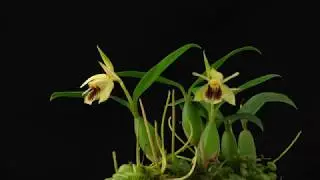 Time Lapse Orchid Coelogyne fimbriata