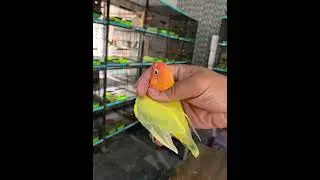 Green Pallid Top Quality lovebird Fischeri #agapornis #lovebird #lovebirds #mutation #opaline #pale