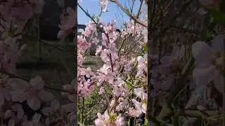 персик Ice Peach цветение, Воронеж Саженцы в наличии