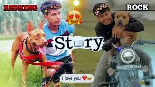 Rock or Redking ki Story | rock ki video | ritik dog kennel | #ritikdogkennel #rocko #redking #story