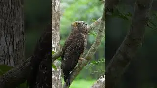 Short - Andaman Serpent-Eagle, Endemic Bird #NatureattheBest