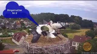 2023 06 27 St&ouml;rche R&ouml;ttenbach Papa Storch bringt Ringelnatter Nr 2 zu Mittagessen