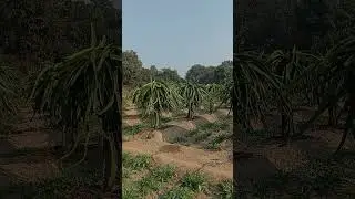 dragon fruit farming | JPV FARM | #dragonfruit #farming #viral #video