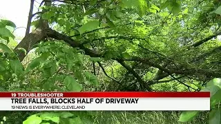 Cleveland man asks city for help after tree falls, damages car and blocks driveway