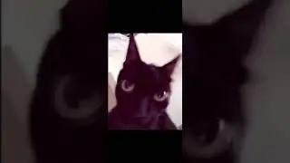 Shitpostatus