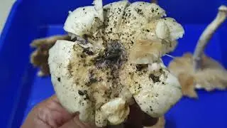 Biology of Termitomyces heimii teleomorph decomposition 1-16(2)