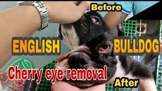 CHERRY EYE | how to fix cherry eye cherry eye remedy | cherry eye surgery | cherry eye surgery cost