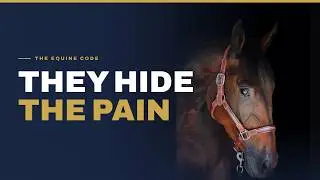 Recognize The Signs Of Pain In Your Horse