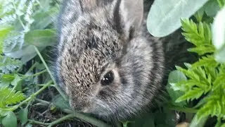 the roundest little thing