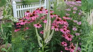 Culver's Root - A Good Pollinator Plant -  @CEGNatives