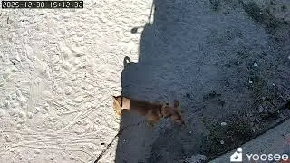 Interagindo pela câmera com topogijo 