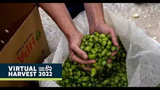 Virtual Harvest 2022: The Fascination with Fresh Hop Beers