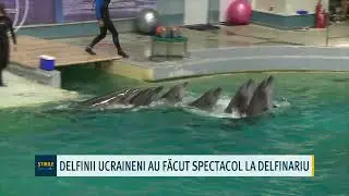 Delfinii ucraineni au făcut spectacol la delfinariu